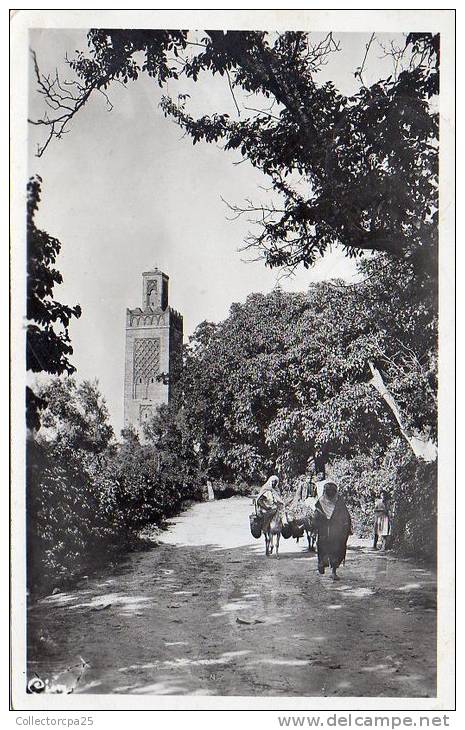 Tlemcen ( Oran ) - Minaret dans la verdure ( Algérie )