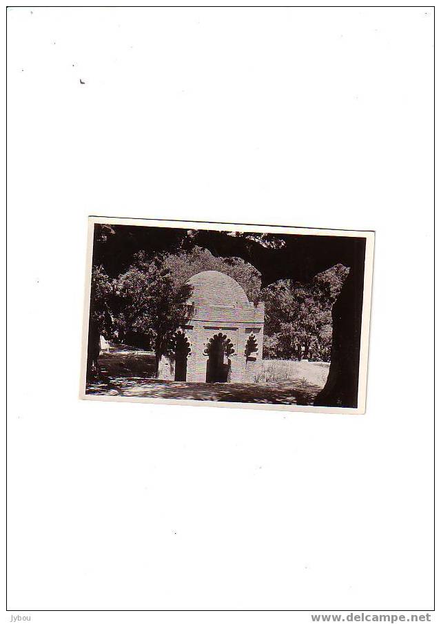 TLEMCEN        (algerie)     sidi yacoub    marabout