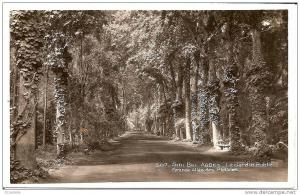 Sidi-bel-abbes  . le jardin public