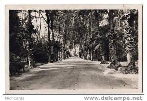 CPA ALGERIE - Sidi Bel Abbes - Une allee du jardin public