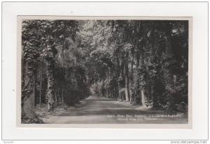 Algérie Sidi Bel Abbès N° 507 le jardin public Grande Allée des Platanes belle carte écrite