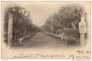 SETIF / LES ALLEES D ORLEANS /  /DOS NON DIVISE 1903 /