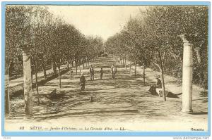 CARTE POSTALE 43 SETIF JARDINS D'ORLEANS LA GRANDE ALLEE . LL . SELECTA