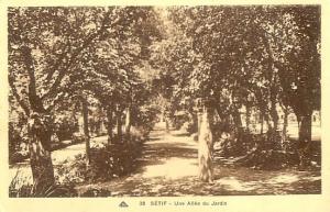 CPA - Setif - Une Allée du jardin