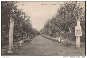 Sétif  les allées d'Orléans - (c1086)