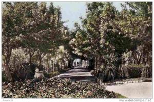SETIF ALGERIE Jardin d´Orléans CPSM  des années 50 - 60