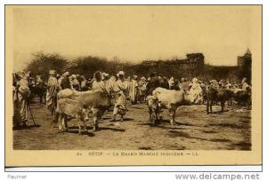 Sétif            Marché aux Bestiaux
