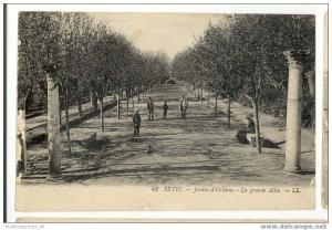 AFRIQUE - ALGERIE - SETIF - Jardin d'Orléans. La Grande Allée.