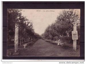 ALGERIE - Setif - les allées d'Orleans