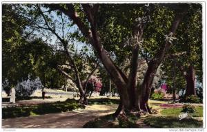 Algerie- MOSTAGANEM / Le jardin public................... .........[V756]