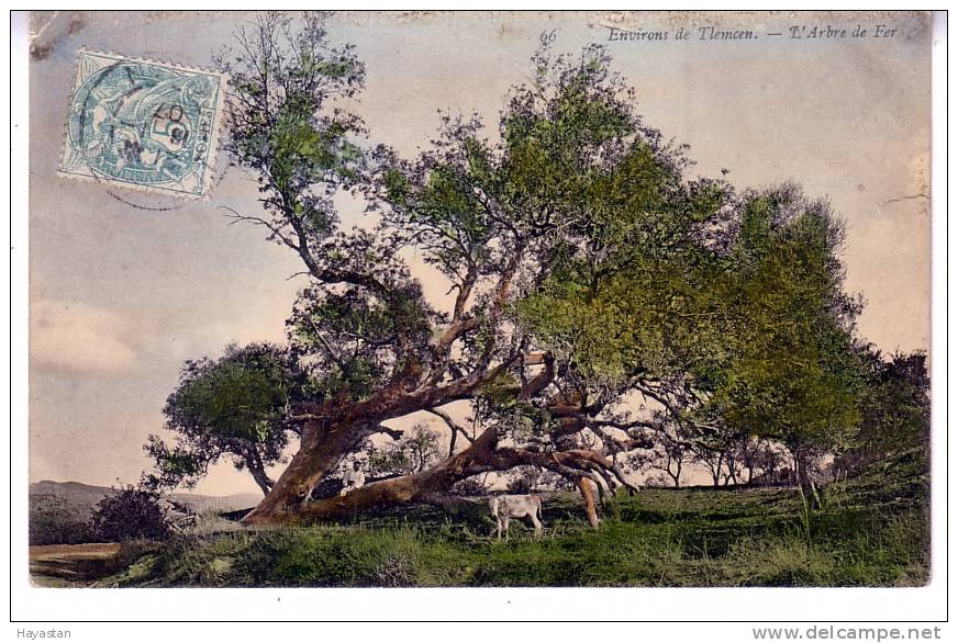 ENVIRONS DE TLEMCEN - L´ARBRE DE FER