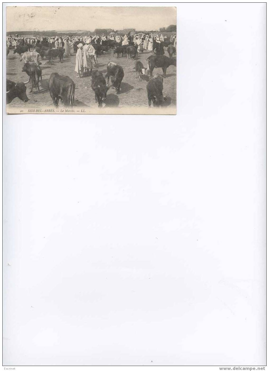 SIDI BEL ABBES  Le Marché   carte de 1906 .
