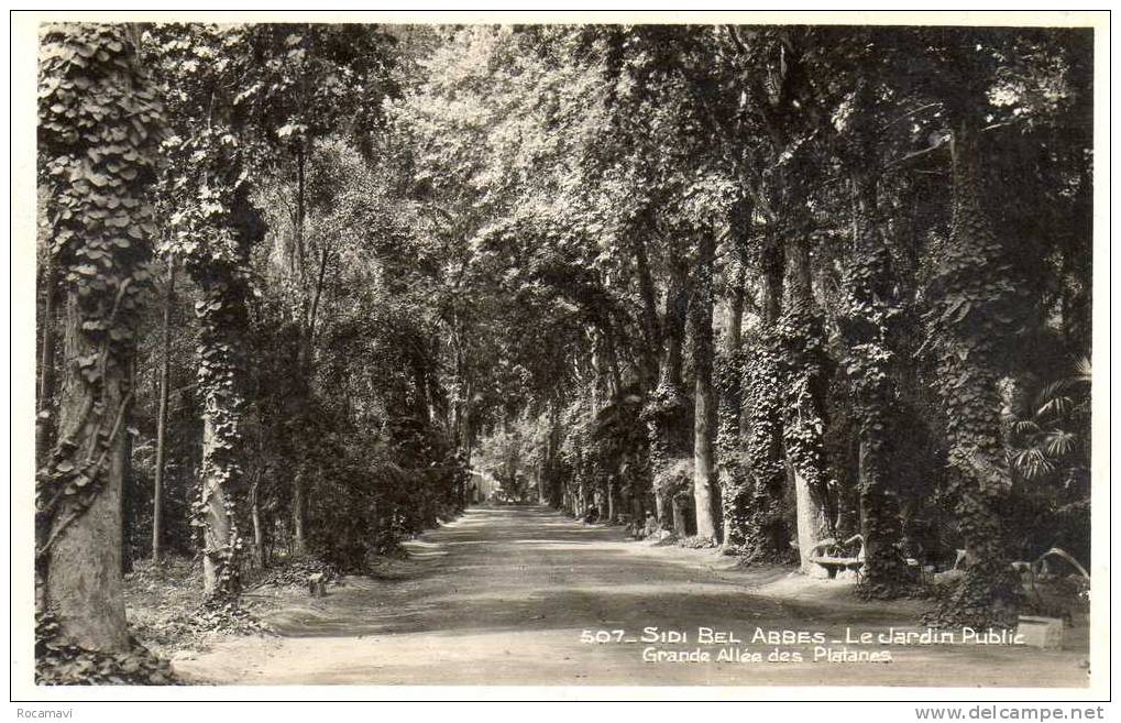 CPSM - ALGERIE - SIDI BEL ABBES - Le Jardin public - Grande allée des platanes - N°507 - Non circulée - La Cigogne
