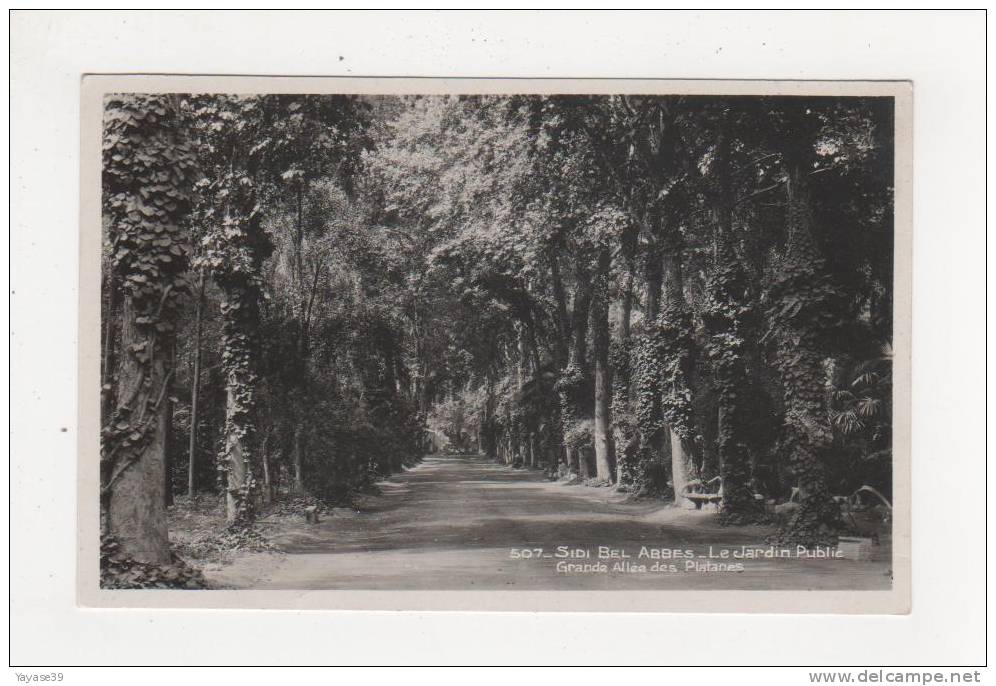 Algérie Sidi Bel Abbès N° 507 le jardin public Grande Allée des Platanes belle carte écrite