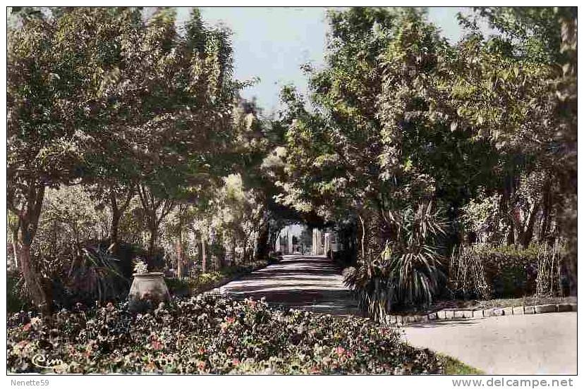 SETIF ALGERIE Jardin d´Orléans CPSM  des années 50 - 60