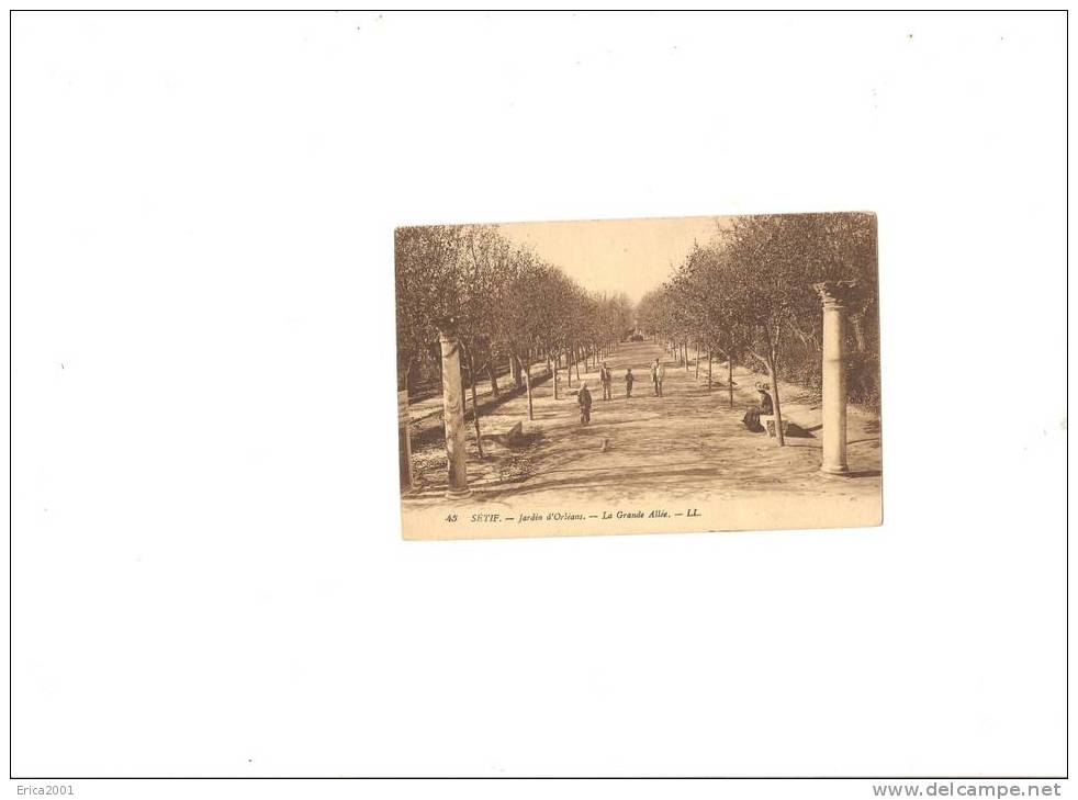 Afrique.Algérie. Sétif    . jardins d´orléans , la grande allée