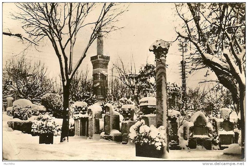 Algerie - SETIF l'hiver a SETIF jardins d'Orleans sous la neige N° 8