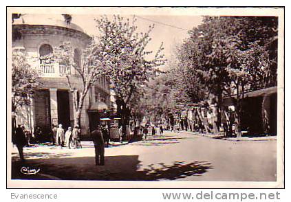 SETIF AVENUE G. CLEMENCEAU  REF4729
