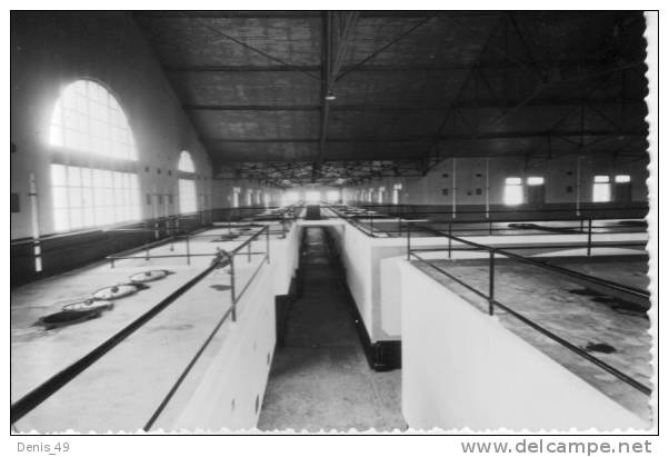 CPSM MOSTAGANEM caves NASTORG  viticulture et commerce du vin en Algérie