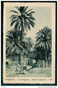 FW)14) Laghouat Les Remparts - Etude de Palmiers