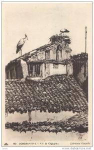 Constantine - Nid de cigognes
