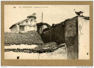 Constantine (Algérie) Cigognes sur les toits.