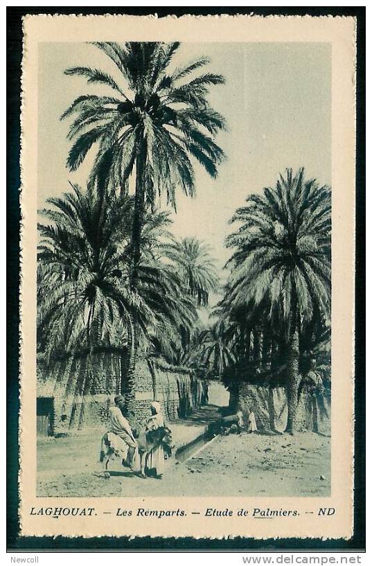 FW)14) Laghouat Les Remparts - Etude de Palmiers