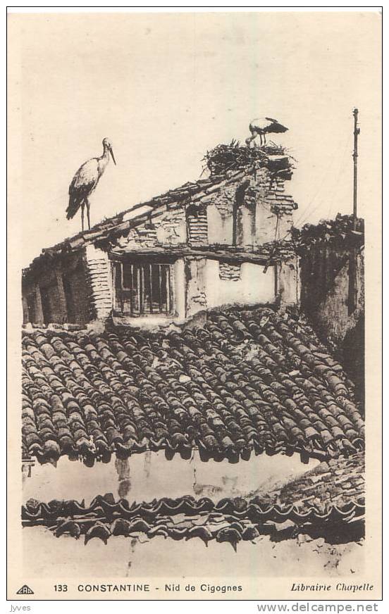 Constantine - Nid de cigognes