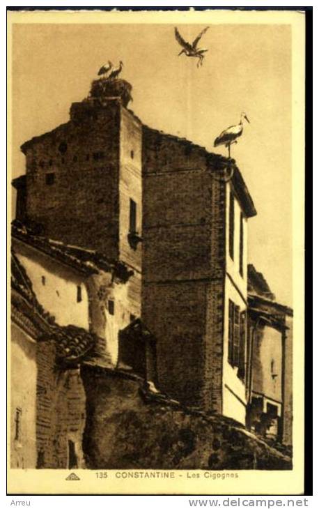 CPA - Algérie - CONSTANTINE - Les cigognes - Neuve -