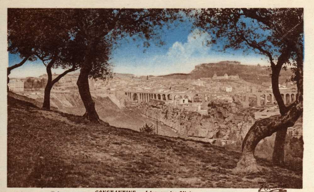 Algerie   CONSTANTINE   A travers les Oliviers