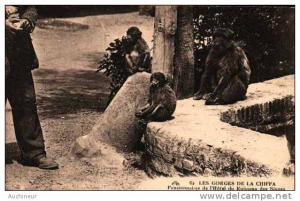 62 blida - les gorges de la Chiffa - pensionnaires de l'hôtel du ruisseau des singes