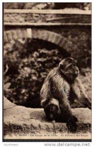 64 blida - les gorges de la Chifta - au ruisseau des singes