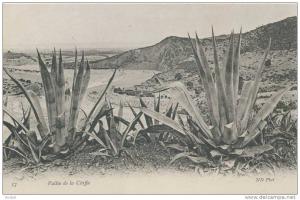 cp , ALGÉRIE , BLIDA , Environs , Vallée de la Chiffa