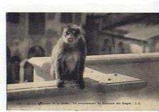 blida  gorges de la chiffa  un pensionnaire du ruisseau des singes