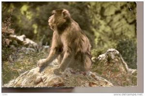 ALGERIE - Environ de Blida - un des singes des gorges de Chiffa B sauf petit pli d'angle timbrée 1961
