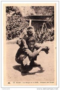 Algérie - Blida - Les Gorges de la Chiffa - Ruisseau des singes - Editeur CAP N° 127