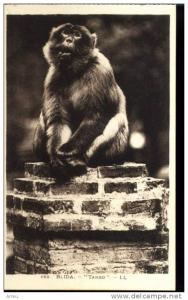 CPA - Algérie - BLIDA -  Tango  - Neuve -