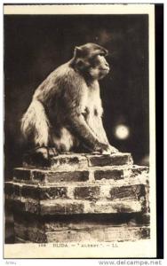 CPA - Algérie - BLIDA -  Albert  - Neuve -