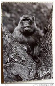 Algérie - CP N° L367 - Blida - CPSM/N