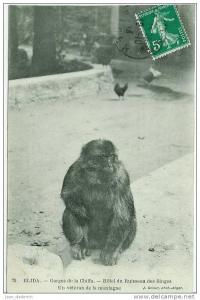 Blida - Gorges de la Chiffa - Hôtel du Ruisseau des Singes - Un Vétèran de la Montagne