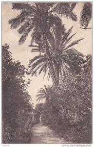 30 - BLIDA - Jardin Bizot - Allée des Roses - 1932