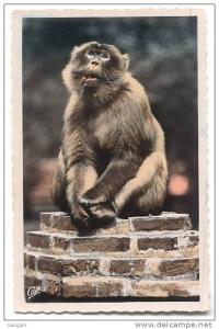 CPSM - BLIDA - TANGO - Edition C.A.P – N°169