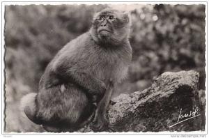 CPSM - ENVIRONS DE BLIDA  VALLEE DE LA CHIFFA LE RUISSEAU DES SINGES - Edition Jansol / N°E2