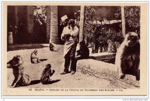 BLIDA , Gorges de la Chiffa au ruisseau des Singes , CPA ANIMEE