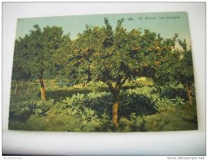 ALGERIE - BLIDA - LES ORANGERS (EDITION C.A.P. STRASBOURG N° 83)