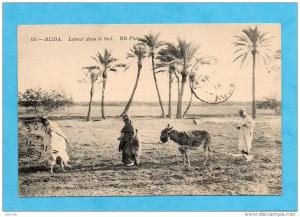 Blida. - Labour dans le Sud.