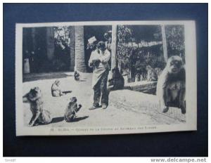 Algerie  BLIDA  Gorges de la Chiffa au ruisseau des singes ..anime singe