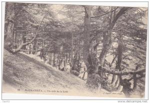 83 - BLIDA-CHREA - Un coin de la forêt (Animation)