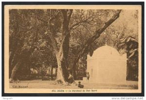 DD  / ALGERIE / BLIDA / LE MARABOUT DU BOIS SACRE