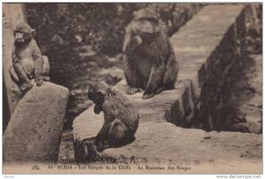 BLIDA ( ALGERIE ) -  AU RUISSEAU DES SINGES DANS LA VALLEE DE LA CHIFFA